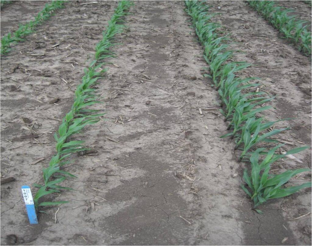 rows of corn low vs high input