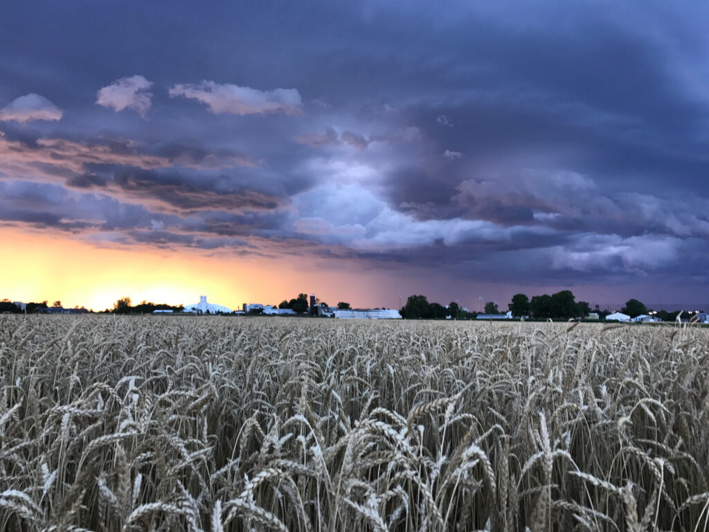 sunset over field of wheat