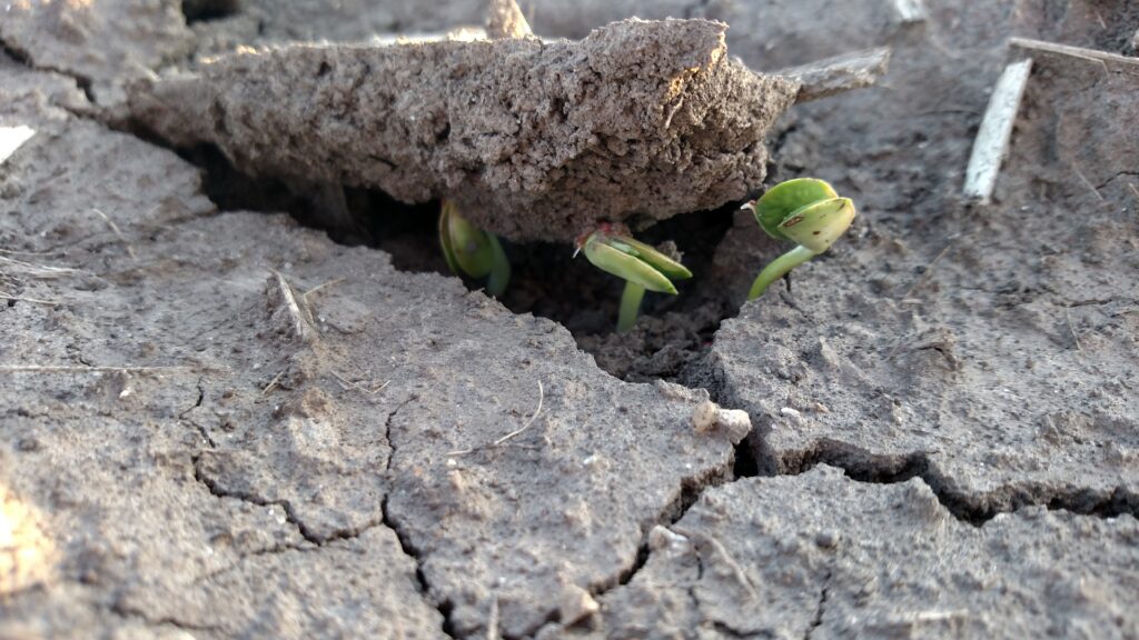 soybean plant pushing up through soil